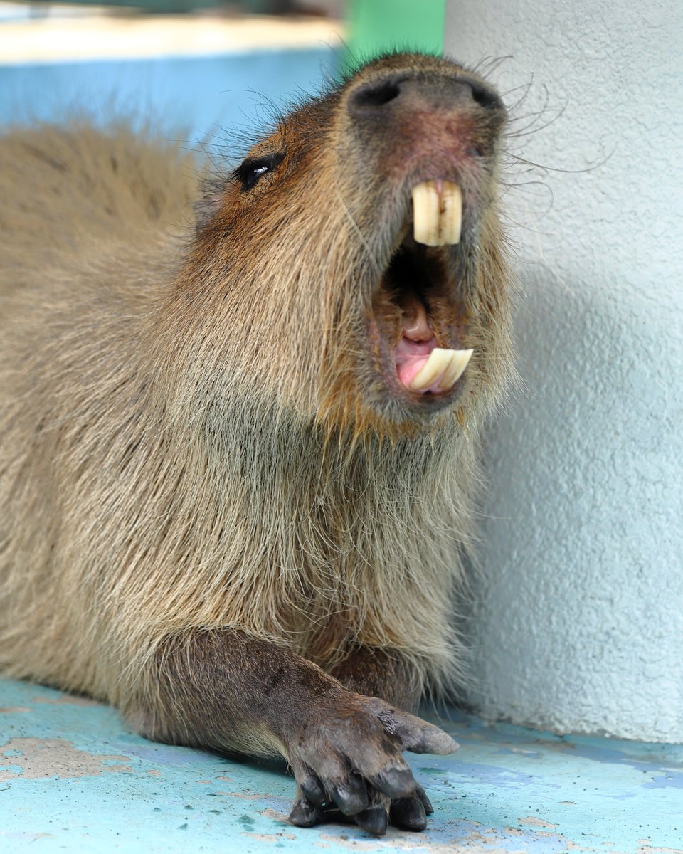 Capybara_siesta's tweet image. 昼だけど 大あくびの よるちゃん
#カピバラ #ヒノトントンZOO #羽村市動物公園 #羽村市
#capybara