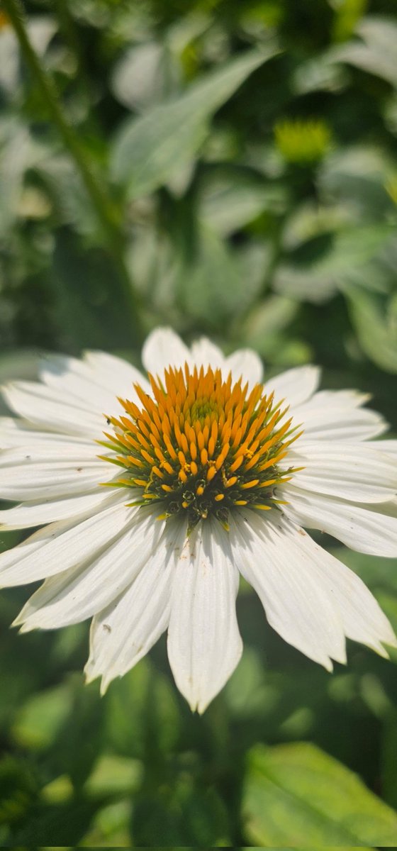 Monday greetings. Have a great day, all. 
(A coneflower in my garden.)