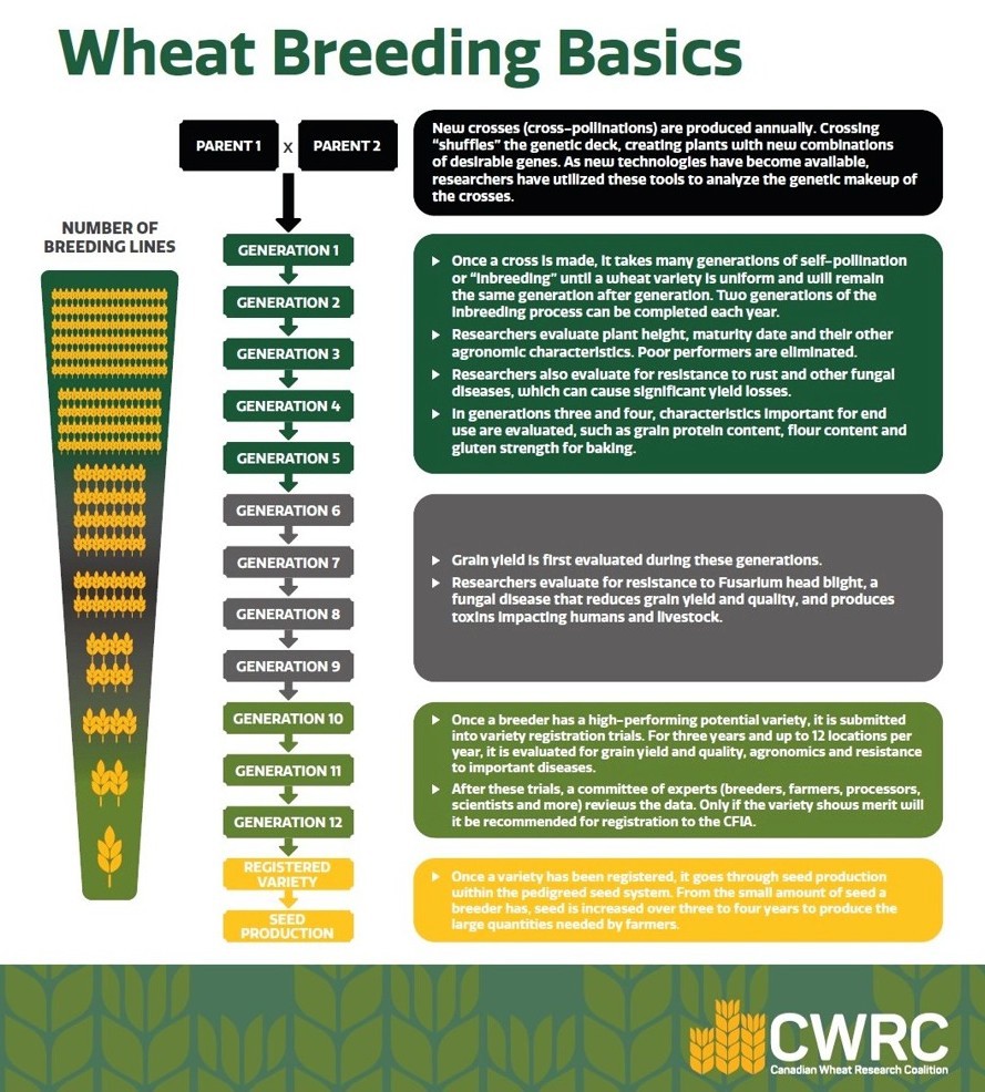 🌾🧬🧩👨‍🎓💥📲🧑‍🌾📈🌾💚
RT: Canadian Wheat Research Coalition <a href="/wheat_research/">Canadian Wheat Research Coalition</a>
➡️"Variety development is a long-term process..." 
 👉RT: ow.ly/xIty50VBX3c
#cdnwheat #cdnag #wheatresearch
#wheat #plantbreeding #wheatbreeding #breeding
#plantpathology #genetics #molecularbiology