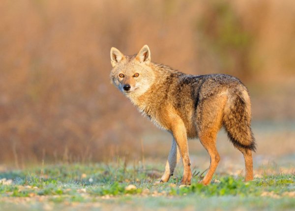 ÇAKAL

Çoğunlukla karıştırılıyor da.

Aşağıda resimdeki canlı kurt değil çakaldır.

Elbette tüm canlılar bizim için değerlidir ama kurt ile çakalı bir sanmamak, birbirine karıştırmamak gerektir.

Ben kurt'um falan diye ortalıkta çakalların dolaştığı bu yüzyılda aman dikkat!