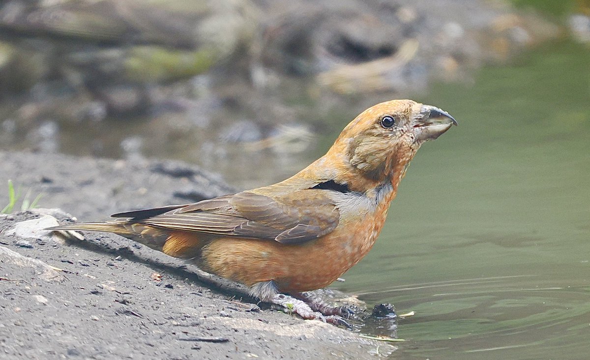 Following reports of Common Crossbills in Kent recently Lyn Griffiths and I decided to try and see some. We had a flock of 25+ containing brick-red, orangey-red, yellowy-green and streaky plumages depending on sex and age.