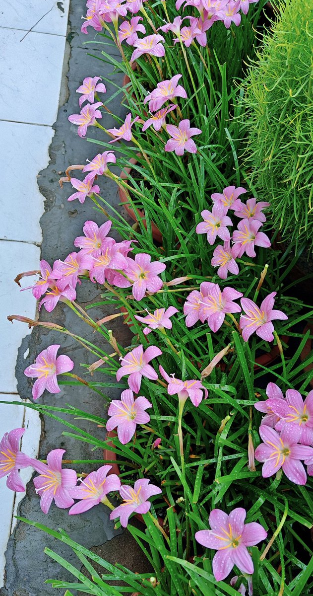 इस बार रेन लिली,
अपने उगने की ख़ुशी में
तीसरी बार मुस्काई।

तीसरी बार,
मानसून के बरसने पर,
बादलों से हाथ मिलाते हुए
मेरे पौधों ने कहा 
"पधारो म्हारो देश!"

तीसरी बार,
मैंने भी मुस्कराकर कहा 
"लिली, तुम वाक़ई बेहद खूबसूरत हो !"
#terracegarden #rainlily