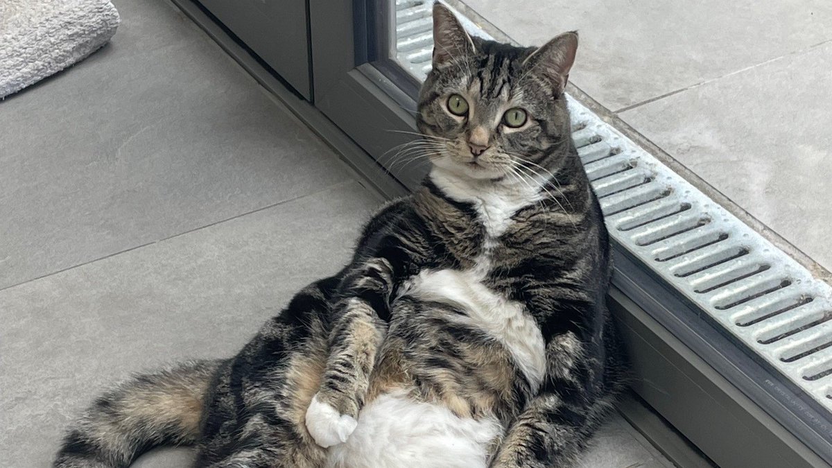 Battersea_'s tweet image. Lovely Diamond is having a peaceful Sunday in her foster home. 😻
While shy at first, once she’s settled, Diamond blossoms into a sweet and playful companion. If you’ve got a calm, patient home, Diamond might just be your perfect match! 💎
Find out more: bit.ly/44VucE1