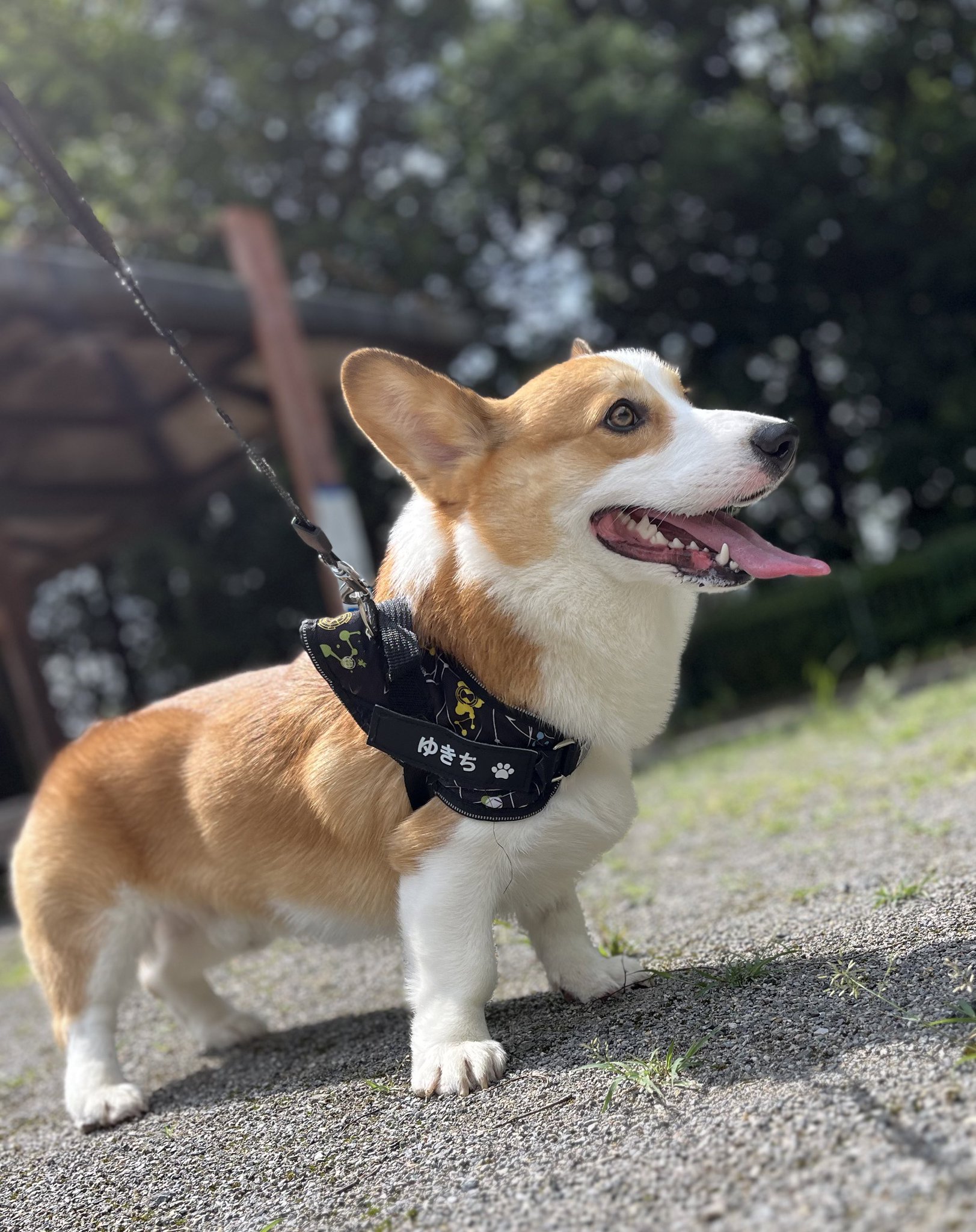 コーギーのゆきち📯 on X: 