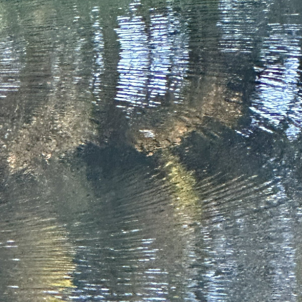 Exploring Sunshine Coast hinterland with Kym, including seeing my first Platypus in the wild.