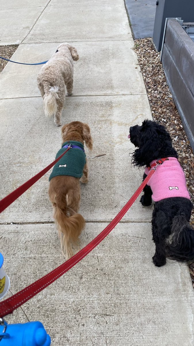 GetsPuppy's tweet image. Our cousins have moved to a new house so mum took Molly and Belle down to see it #MondayMotivation #MollyAndBelle