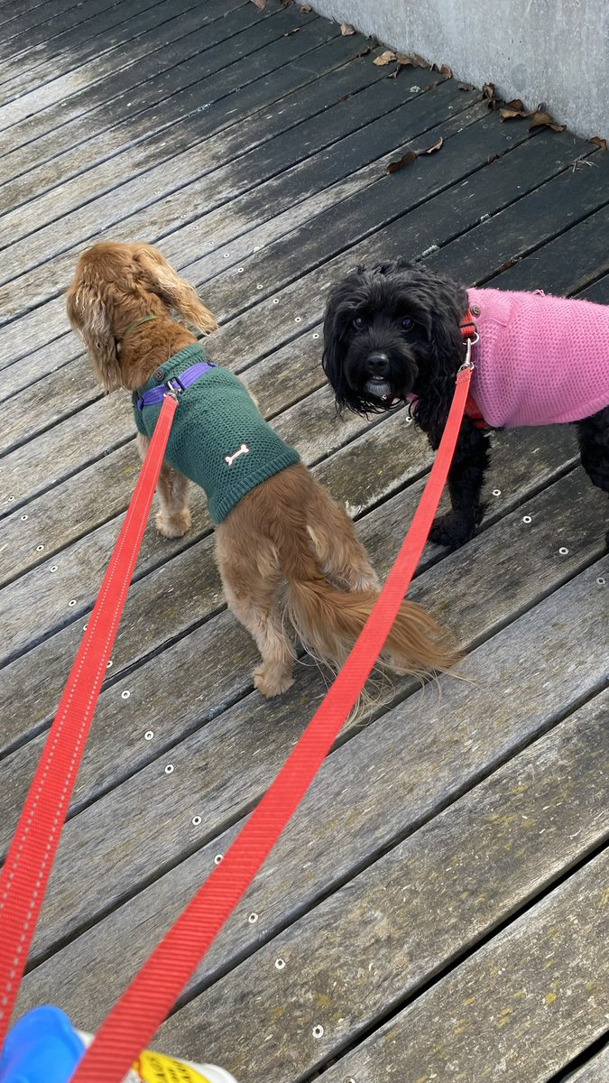 GetsPuppy's tweet image. Our cousins have moved to a new house so mum took Molly and Belle down to see it #MondayMotivation #MollyAndBelle