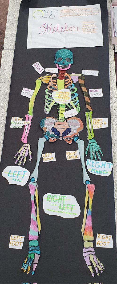 Year 7 with Mrs Lacroix and Miss Davies designed skeletons as part of  their human body systems topic. 💀🦴
#TeamRhosnesni