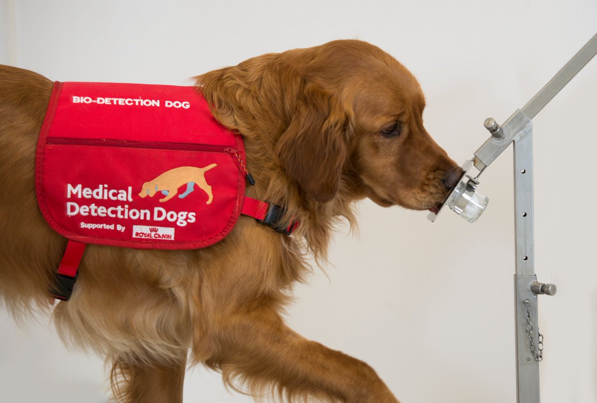 MedDetectDogs's tweet image. Dogs can reliably detect #Parkinsonsdisease by odour our paper published in the Journal of Parkinson’s disease today, shows.
Dogs were trained to distinguish between skin swabs from people with and without Parkinson’s disease. In a double-blind trial, they showed sensitivity of…
