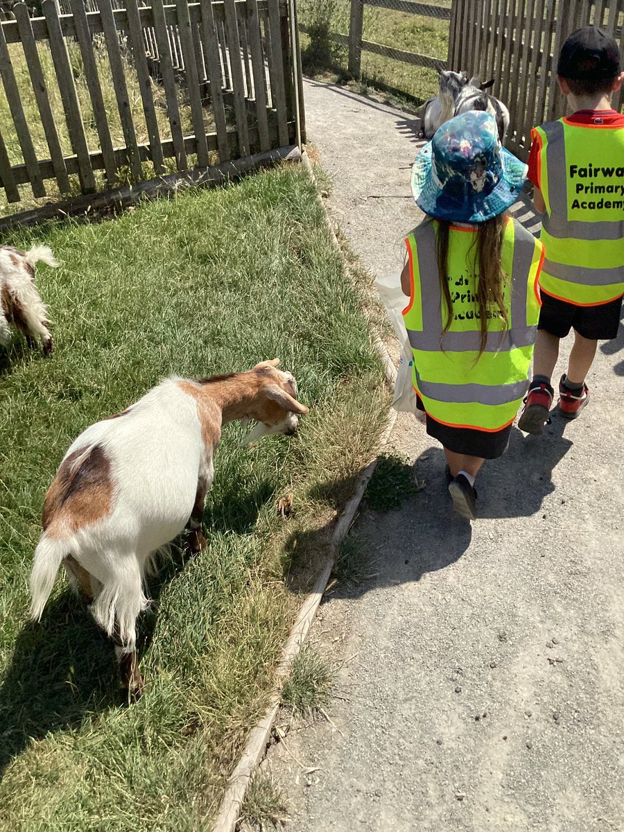 fairwayGLP's tweet image. A fantastic Reception and Year 1 trip to All Things Wild.
💚☀️👌
#Fairway #GLP #Learningoutsidetheclassroom