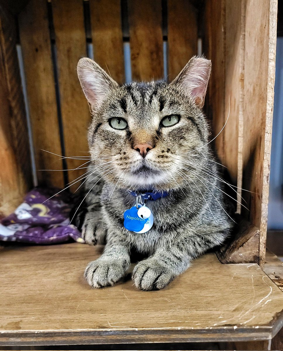 CrashsLanding's tweet image. Napoleon’s whiskers deserve their own zip code. Majestic, mighty, and mildly judgmental, these finely tuned instruments of feline greatness help him navigate his kingdom (and detect if you’ve recently touched another cat). They’re not just for show, they’re a lifestyle.