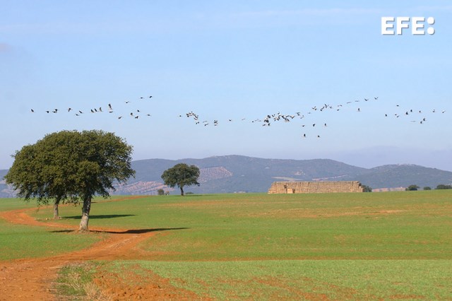 SevillaEfe's tweet image. Andalucía ha mostrado su oferta de turismo ornitológico y de naturaleza en la feria Global Birdfair 2025, una de las más importantes del mundo en este segmento, que se ha celebrado en el condado británico de Rutland @GlobalBirdfair @TurismoAndaluz