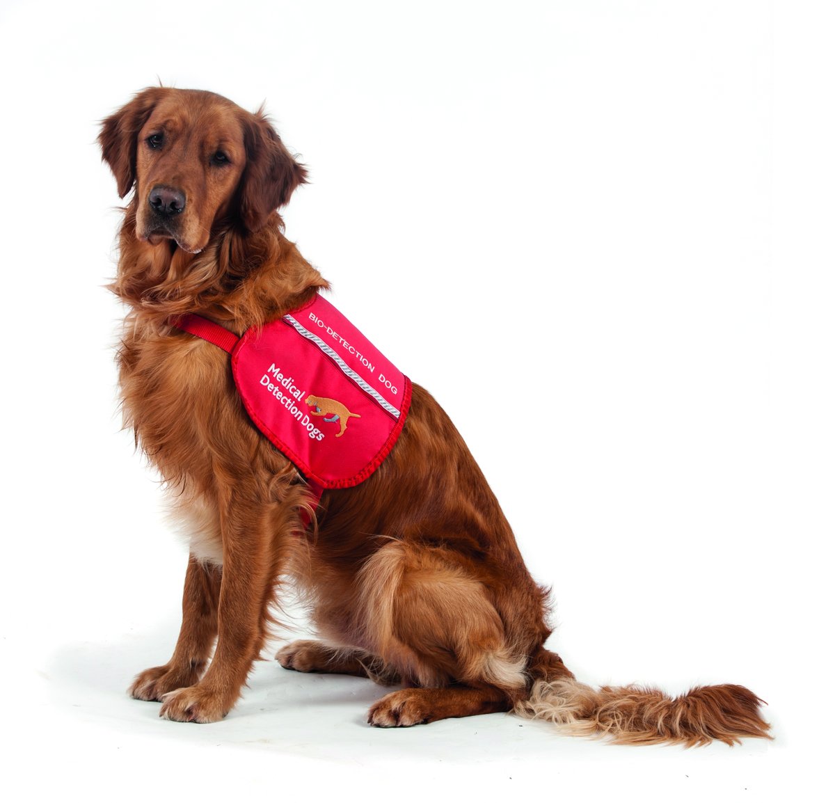 MedDetectDogs's tweet image. It’s all about #Parkinsonsdisease detection dogs, Peanut and Bumper, today as their ground-breaking work has been published in the Journal of Parkinson’s disease.
In collaboration with @BristolUni and @ManchesterUniv we've proven that dogs can sniff the presence of the disease…