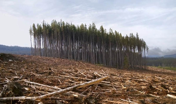 Yet humans are cutting down 15 billion trees every year, driven primarily by agriculture, logging, and urban development (World Bank, 2021)

Obliterating the Trees of life that sustain us and allow us to exist