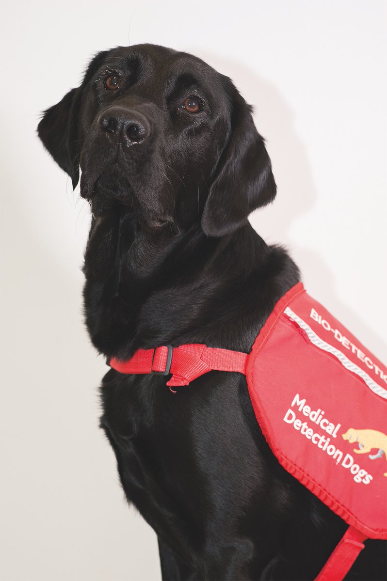 MedDetectDogs's tweet image. It’s all about #Parkinsonsdisease detection dogs, Peanut and Bumper, today as their ground-breaking work has been published in the Journal of Parkinson’s disease.
In collaboration with @BristolUni and @ManchesterUniv we've proven that dogs can sniff the presence of the disease…