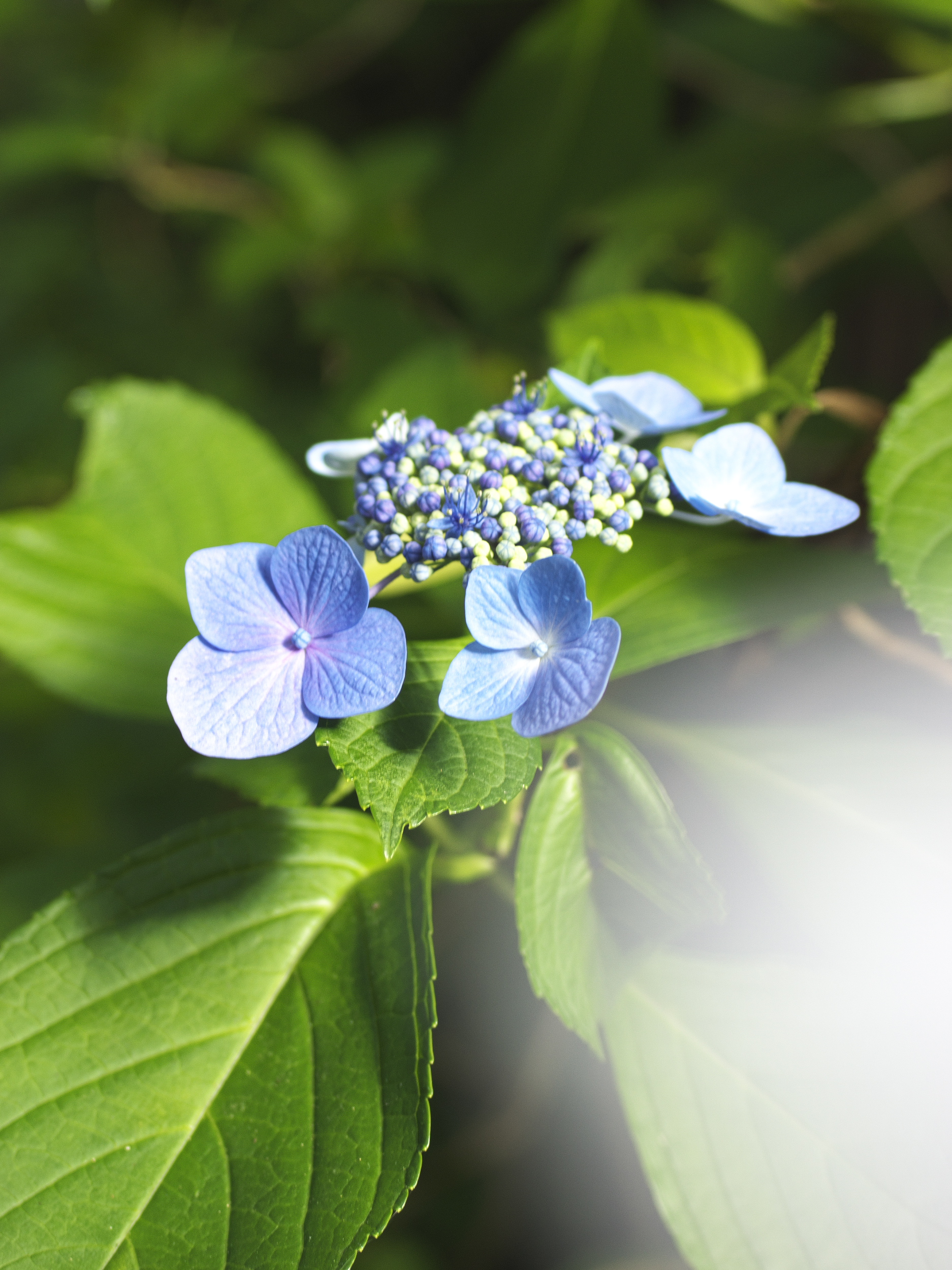 花 Amazon｜MAIBED 枯れない花 仏花 お彼岸花 高さ50cm 花束 お供え