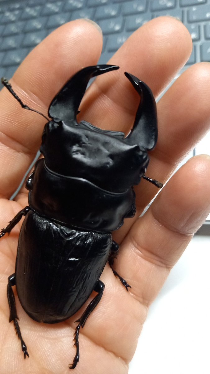 来期の種にしよう