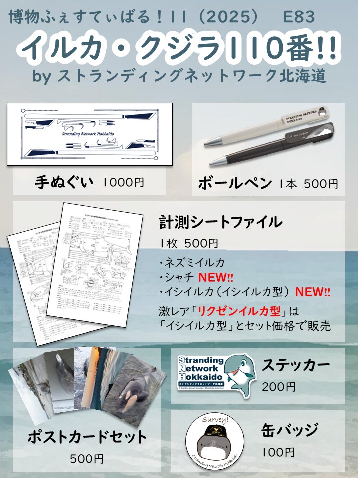 【🐬お知らせ🐋】
とうとう今週末…！！
SNHも北海道から #博物ふぇす 参戦します‼
【E83 アウトリーチブース】で皆さまとの交流を楽しみにしております
ネズミイルカ・コマッコウの頭骨と，副理事長選定胃内容物を持参予定です🦴🦑
#博物ふぇすクジラ部 
#博物ふぇすシャチ部 
#博物ふぇすお品書き