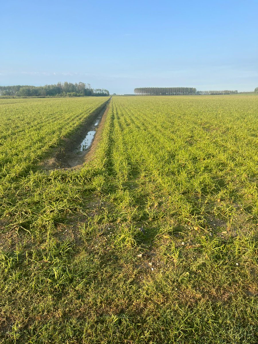 #Maltempo: la violenta #grandinata abbattutasi venerdì sulla Bassa Friulana ha causato ingenti danni alle numerose coltivazioni in campo, colpendo in particolare i #vigneti e i #frutteti, non risparmiando altre colture quali la #bietola.
