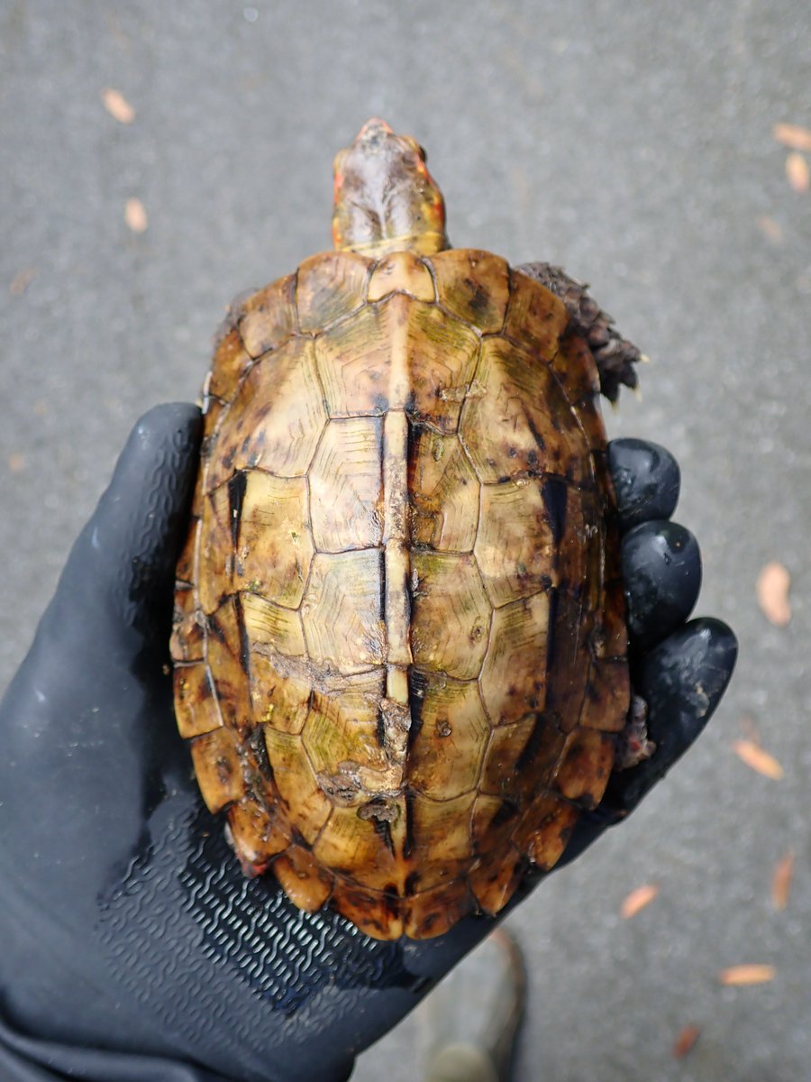 渡嘉敷島で嬉しい発見！この島ではリュウキュウヤマガメの目撃例は非常に少なく私たちが話を聞いた地元の人々の殆どが一度も見たことがなく年配の住民でさえ子供の頃に見たという記憶しかありませんでした

私達はゲノミクス研究プログラムの一環としてこのカメから生物学的サンプルを採取しました