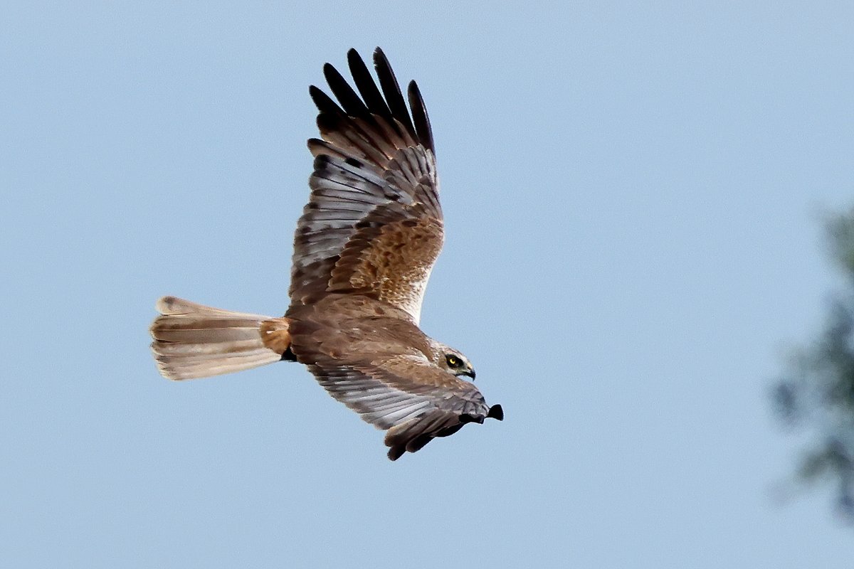 Male Marsh Harrier at Fowlmere.
