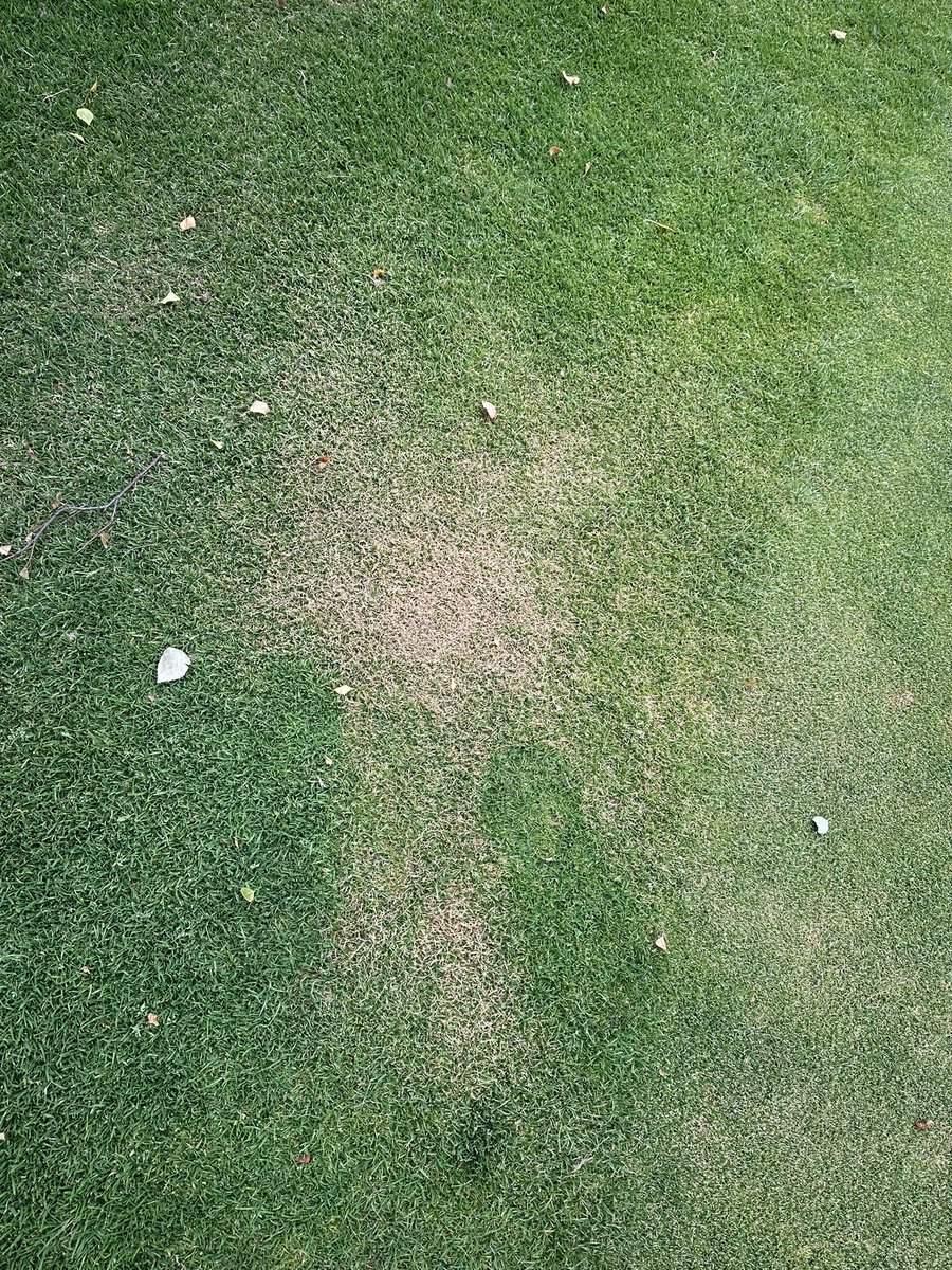 Greenmount Greens tweet media
