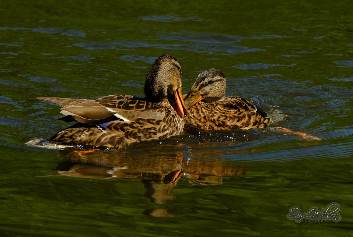 Pair of mallards having a fight last week #MallardMonday #nature