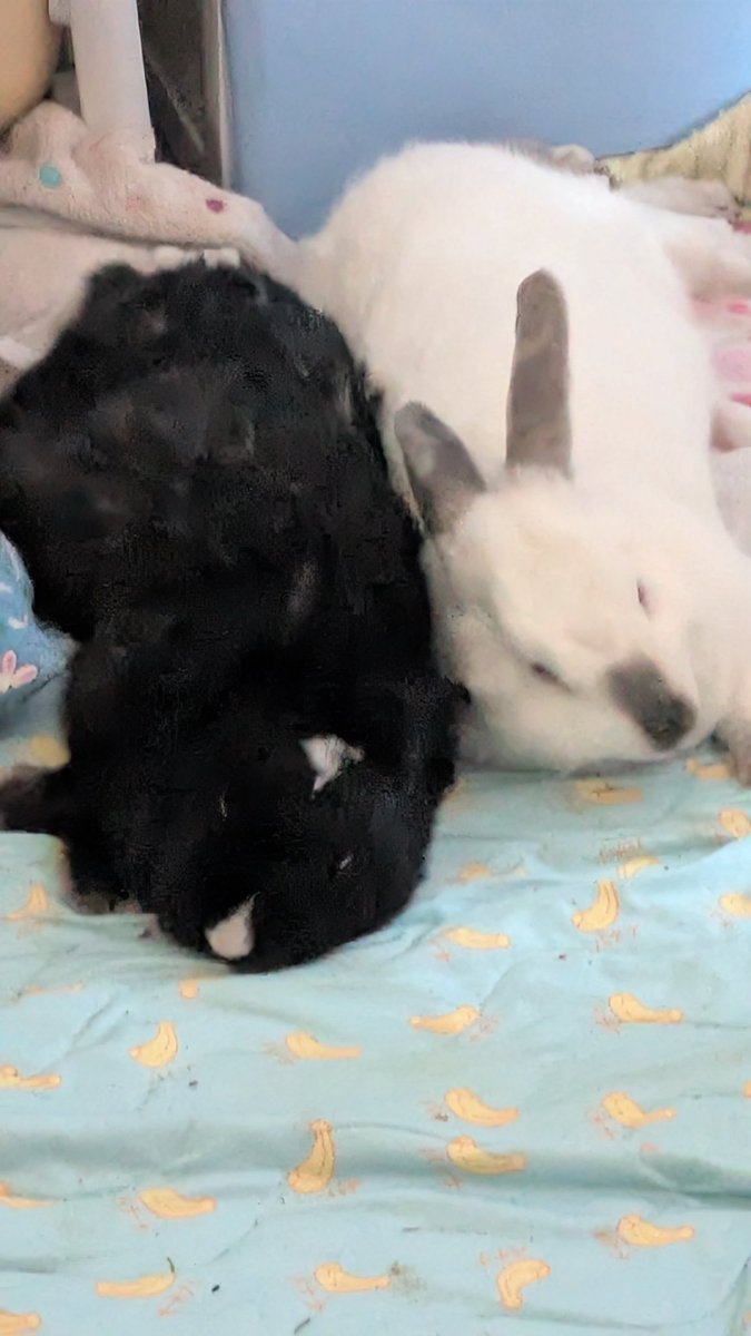 milk_minx's tweet image. They love snacks and taking naps.