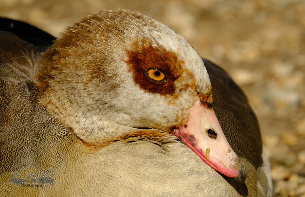 A few other #birds seen last week #birdwatching