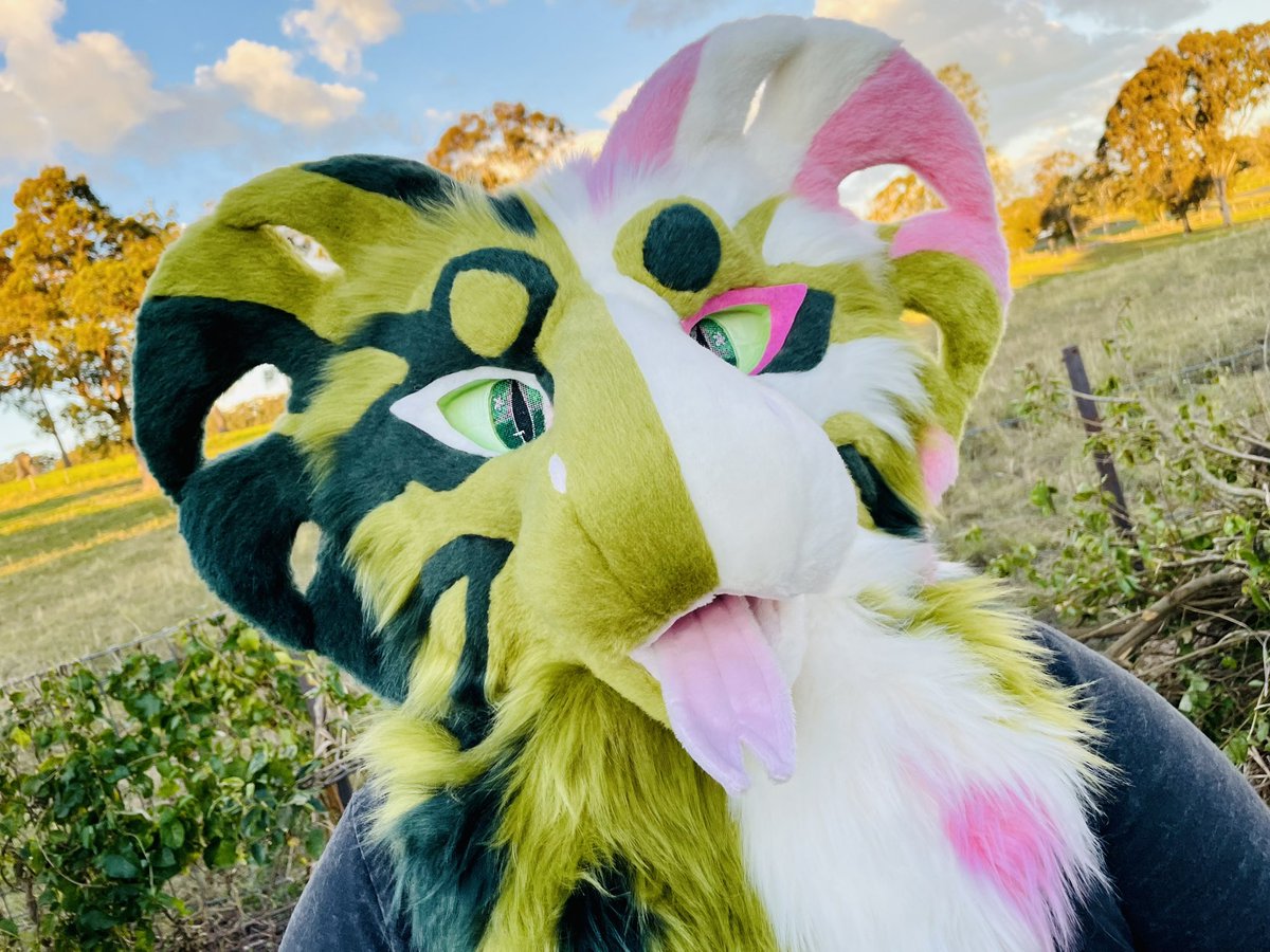 TheUnholyColle1's tweet image. Last few photos from Mona! I genuinely love her so much and can’t wait to see who takes her home!
This monstera cobra will be available at my Aurawra table later this month. She is a fully lined head fitting max 25”.
#furry #fursuit #fursuitmaker