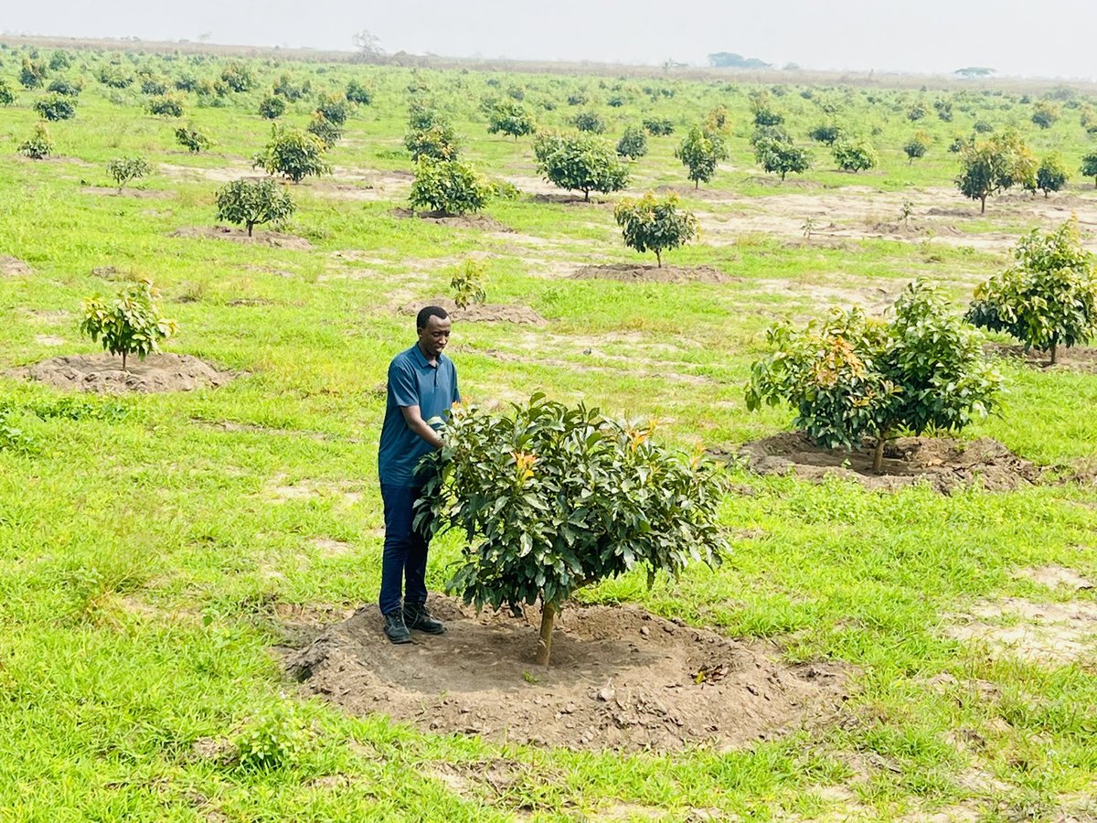Ruvusha_Israel's tweet image. #HassAvocadoProject
Cavab International Group is positioned to be a transformative player in Africa’s avocado sector. The company is set to deliver quality products to the global market while improving livelihoods.