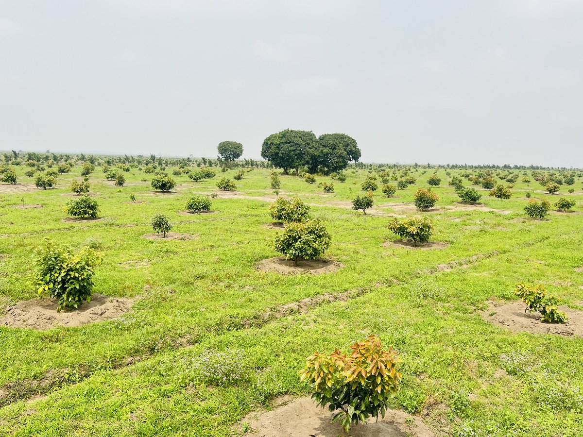 Ruvusha_Israel's tweet image. #HassAvocadoProject
Cavab International Group is positioned to be a transformative player in Africa’s avocado sector. The company is set to deliver quality products to the global market while improving livelihoods.