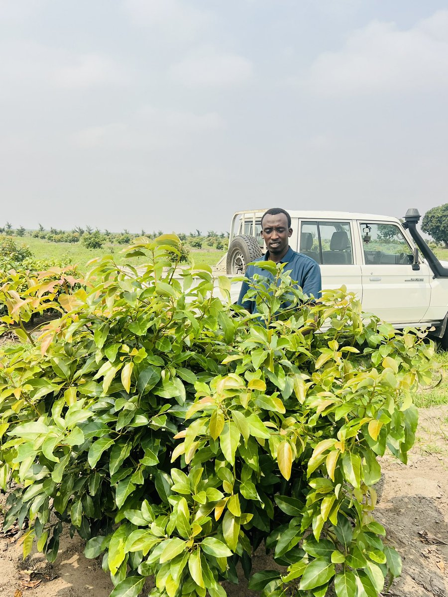 Ruvusha_Israel's tweet image. #HassAvocadoProject
Cavab International Group is positioned to be a transformative player in Africa’s avocado sector. The company is set to deliver quality products to the global market while improving livelihoods.
