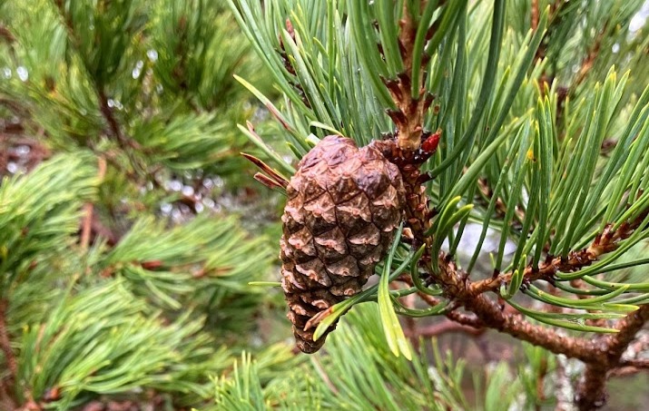 ForestProtectUK's tweet image. 📢 INTERNSHIP ALERT📢
Passionate about climate resilience & plant science? Join @Forest_Research & @UK_CEH as a CFP intern! Study Scots pine responses to drought/waterlogging
📍 Midlothian, Scotland
🗓️ Oct 2025–Mar 2026
Apply now 👉 tinyurl.com/5x9j6cnt