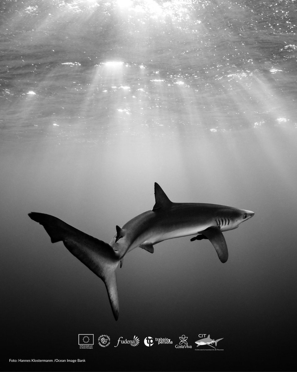 #14Jul En el Día Internacional de la Conciencia por los Tiburones, el proyecto #CostaViva se une junto al @cit_venezuela para compartir algunas acciones para apoyar a la preservación de estas especies en este hilo 🧵