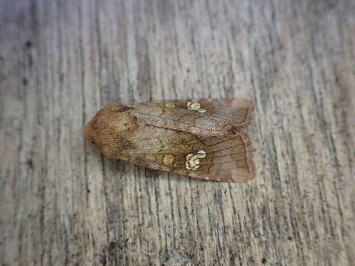 markhows's tweet image. Just over 50 species in the garden (VC29) this morning, white spotted pinion was the highlight