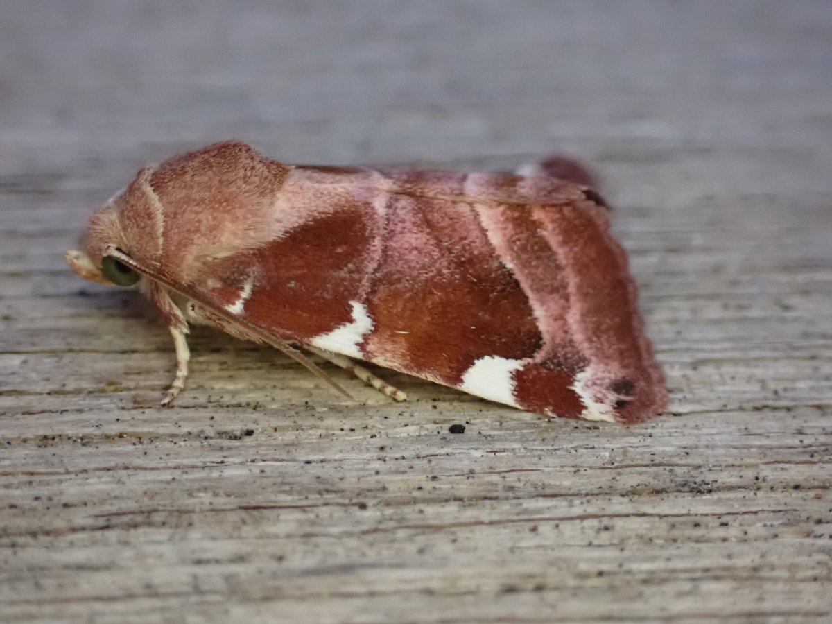 markhows's tweet image. Just over 50 species in the garden (VC29) this morning, white spotted pinion was the highlight