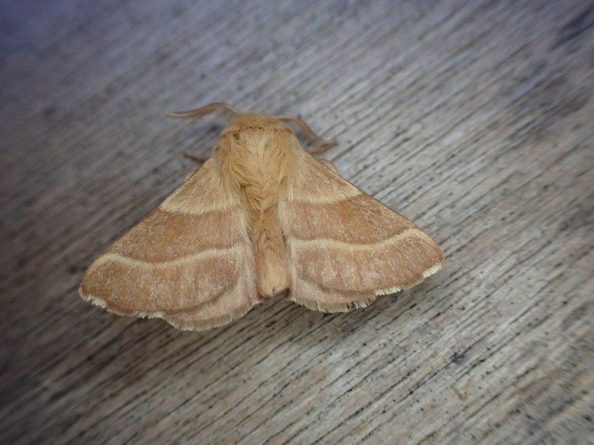 markhows's tweet image. Just over 50 species in the garden (VC29) this morning, white spotted pinion was the highlight
