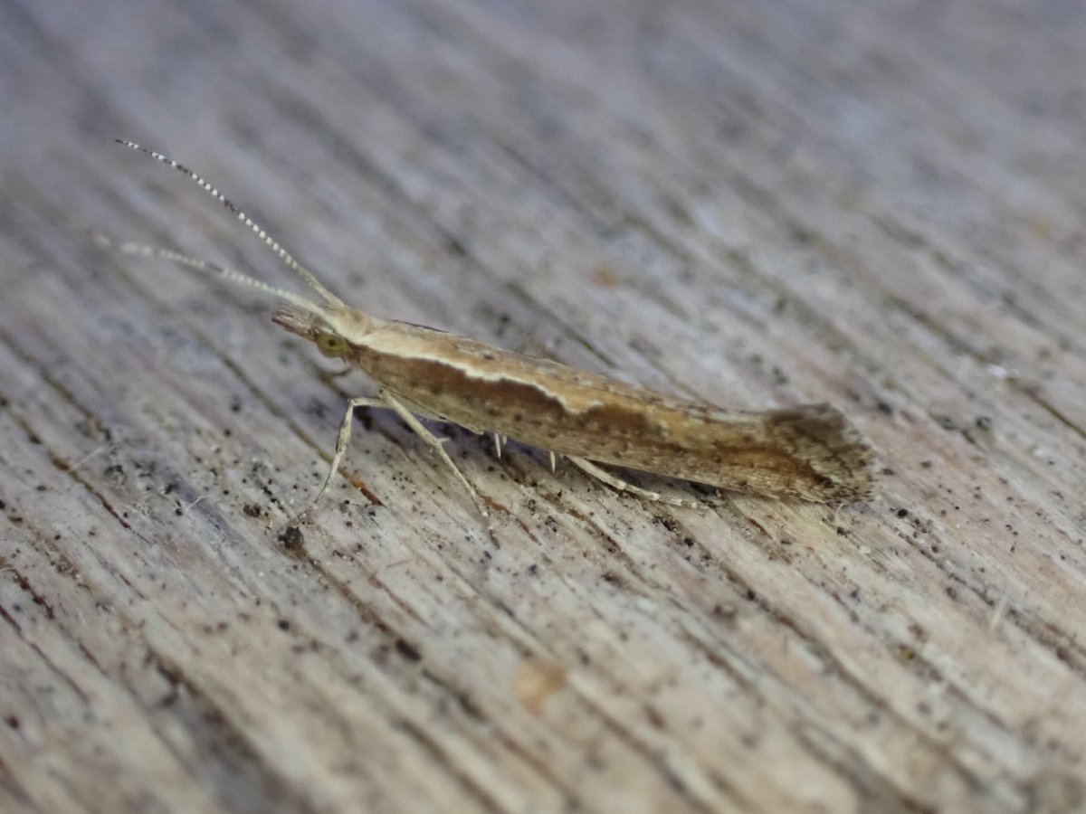 markhows's tweet image. Just over 50 species in the garden (VC29) this morning, white spotted pinion was the highlight