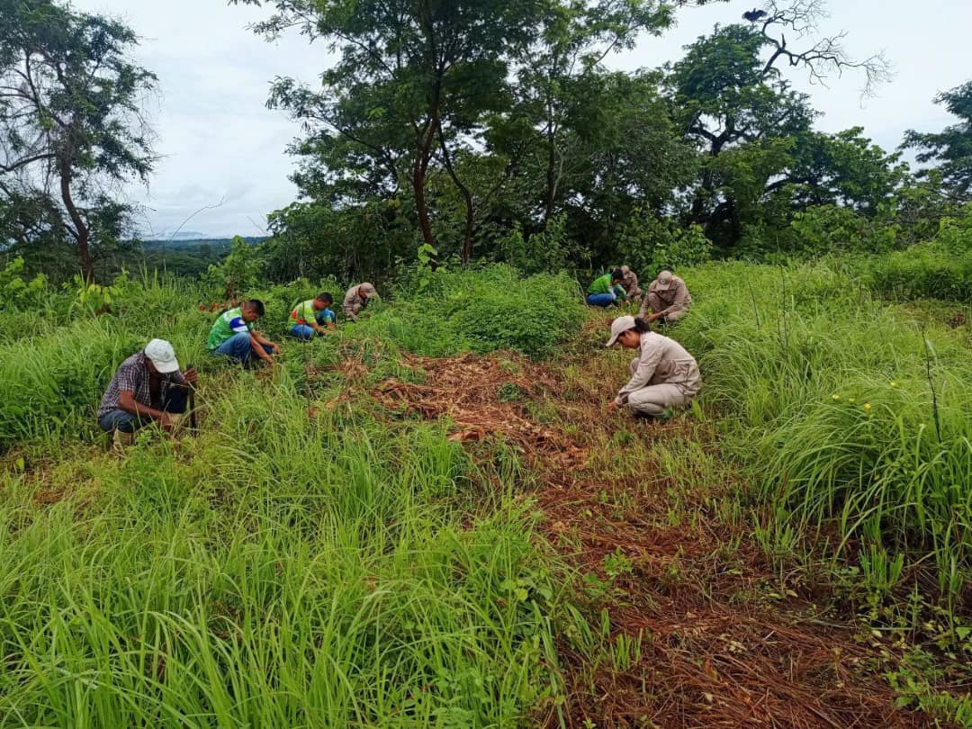 MINECPortuguesa's tweet photo. Ospino se viste de verde! 💚 La UTEC Portuguesa y su equipo de trabajo realizaron una jornada masiva de plantación de árboles en la cuenca del Río Ospino, una acción fundamental para restaurar un área afectada por las recientes precipitaciones. https://t.co/3LRrQvapXv