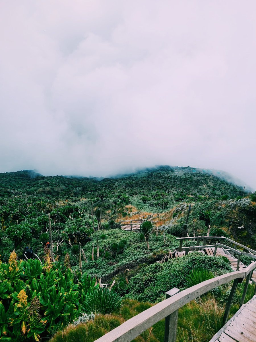 Jordn_mu's tweet image. SUMMIT!
Mt. Muhabura (4,127m asl) was no joke but I conquered it.
5 hours from the foothills to the clouds, the views made every hard step, sweat and grit worth it.
Legs are tired. The heart is full.