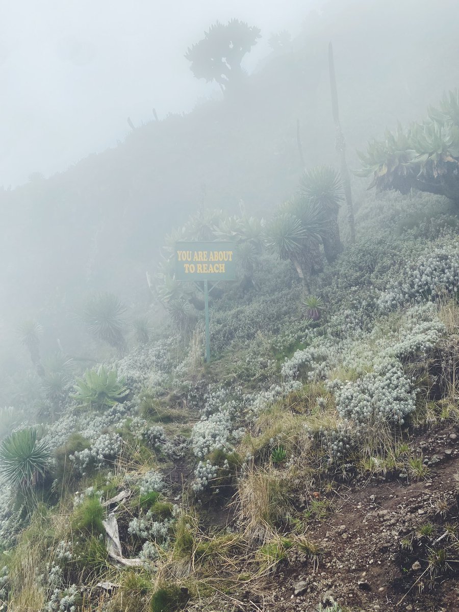 Jordn_mu's tweet image. SUMMIT!
Mt. Muhabura (4,127m asl) was no joke but I conquered it.
5 hours from the foothills to the clouds, the views made every hard step, sweat and grit worth it.
Legs are tired. The heart is full.