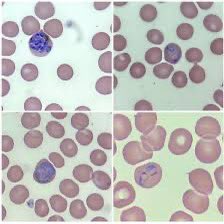 Rafa Toledo tweet media