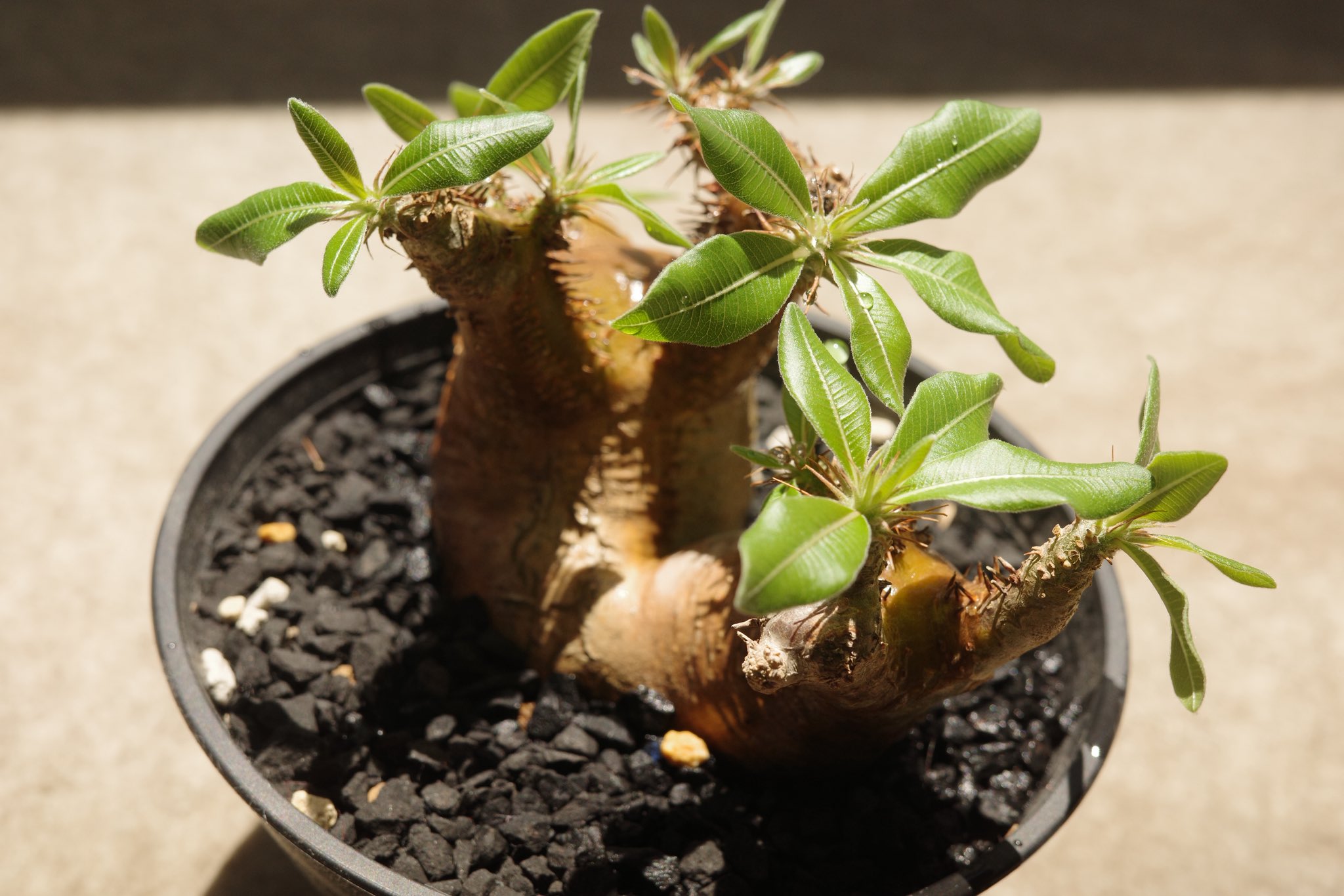 パキポディウム 不明種 Pachypodium パキポディウム 品種不明
