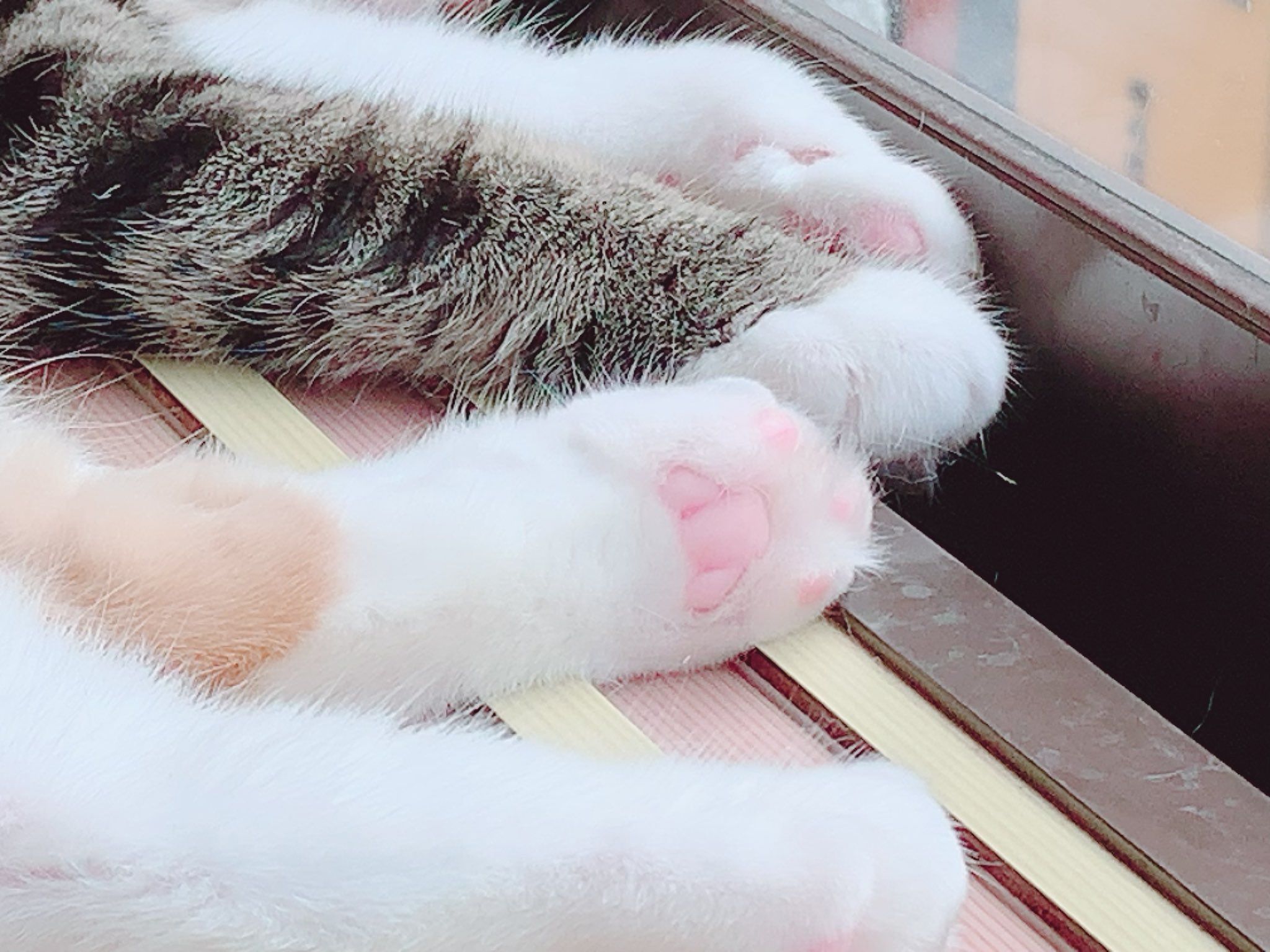にゃんころ mofusand にゃんこのちびころぬいぐるみ(きいろうさにゃん