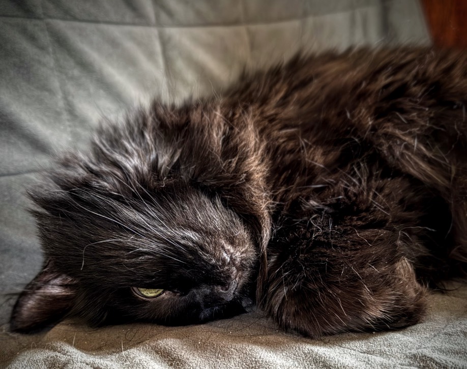 strilets1983's tweet image. Друзі, продовжую збір для 113-ї бригади ТРО. Кожен донатер від 150 грн бере участь в розіграші каєфних штук: іменні гільзи бригади, наліпки й кружка Радіо «Накипіло», моя мінігітара. Наш кіт Бімба натякає: Вйо до збору! send.monobank.ua/jar/AeWkngcbUy