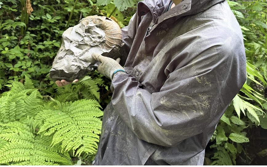 ゴードリセラスインターメディウム
Gaudryceras intermedium
付き合ってくれた親友のおかげで発掘

#fossil
#化石
#アンモナイト