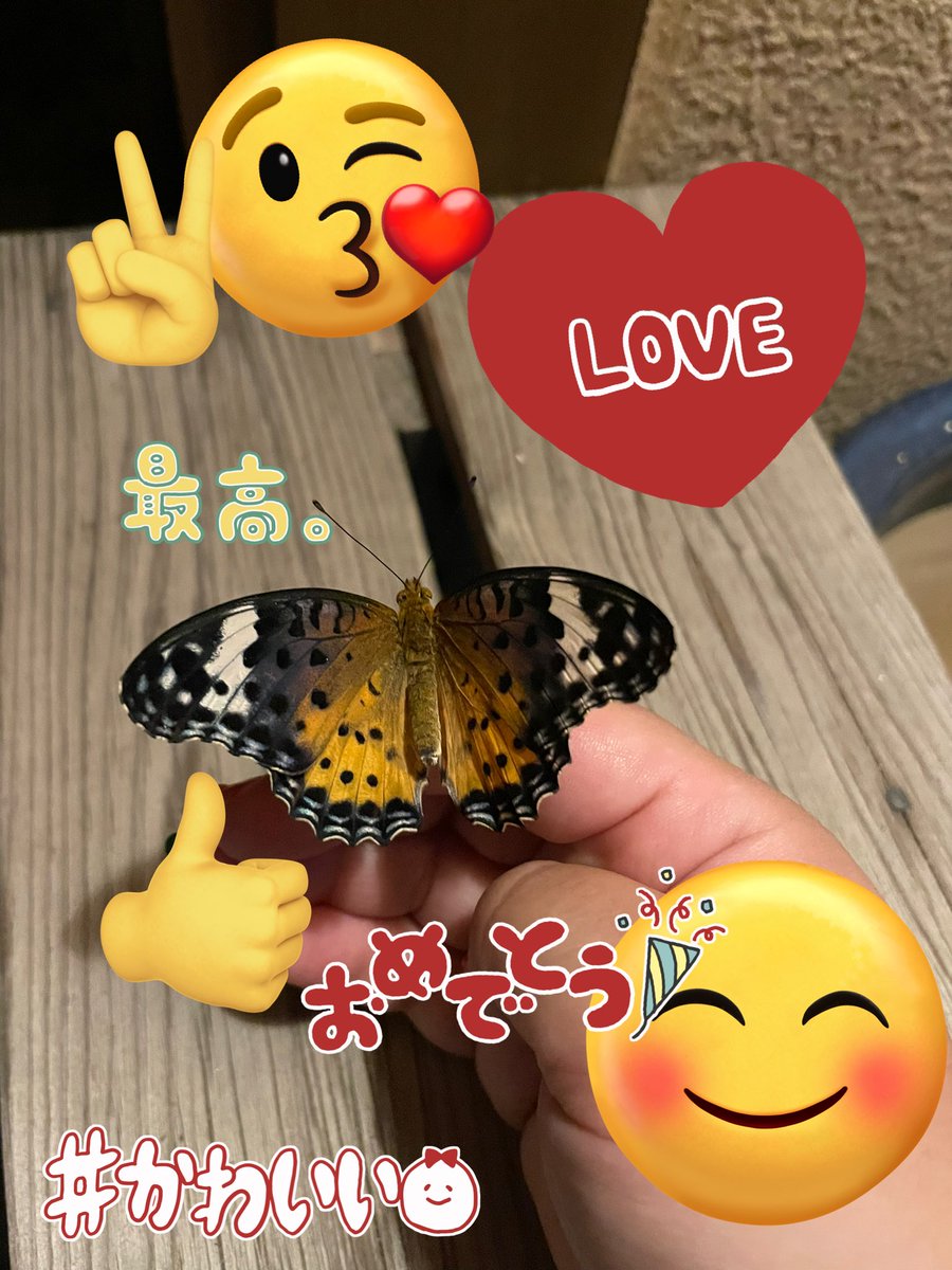 へとへとになって家に帰ったらサナギちゃまが羽化していた
サナギちゃまだけは私を裏切らないと思ってたのに……！サナギちゃまから蝶々様になりました　今まで世話になったね　ありがとう　夜だから飛ばねえや　ずっと私の手にいてくれる　ありがとう　キス、してええか？