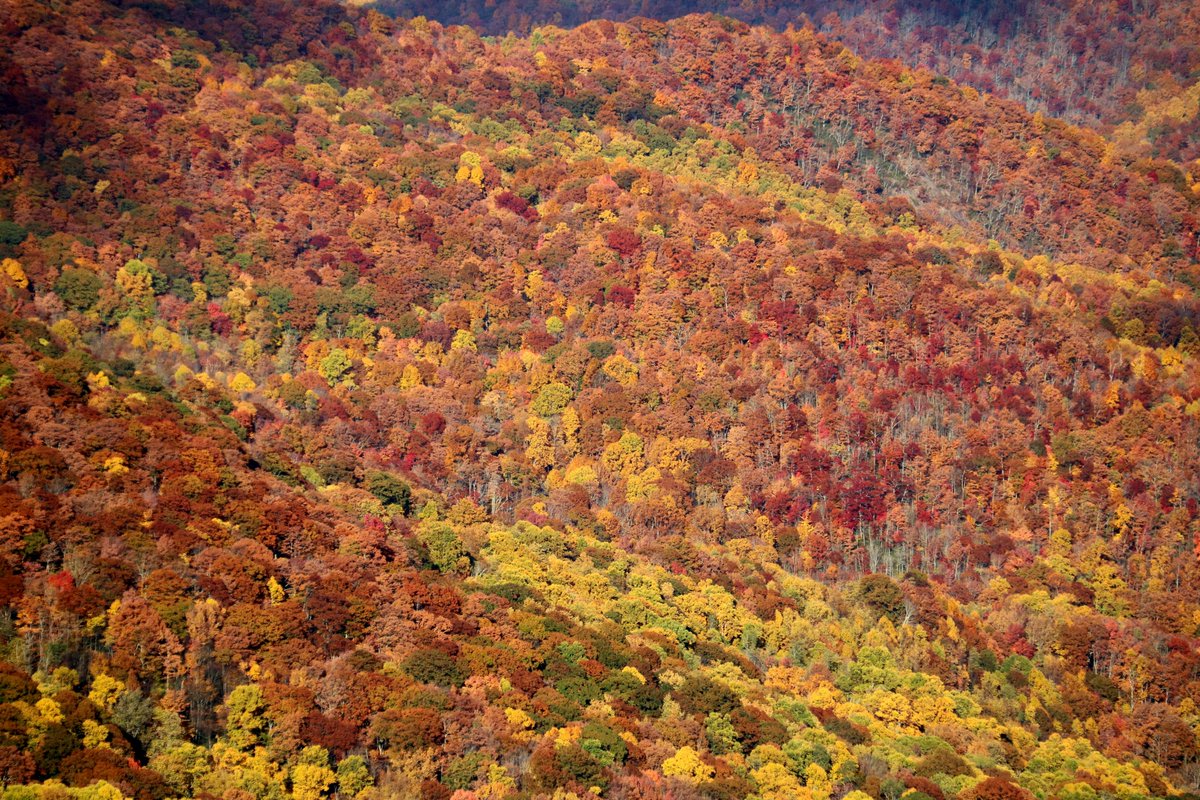 parkwaycolors's tweet image. soon...
Low color by mid - late Sep
Moderate color by early Oct
High color by mid - late Oct
PEAK color by late Oct
๐ณ ๐ ๐ ๐