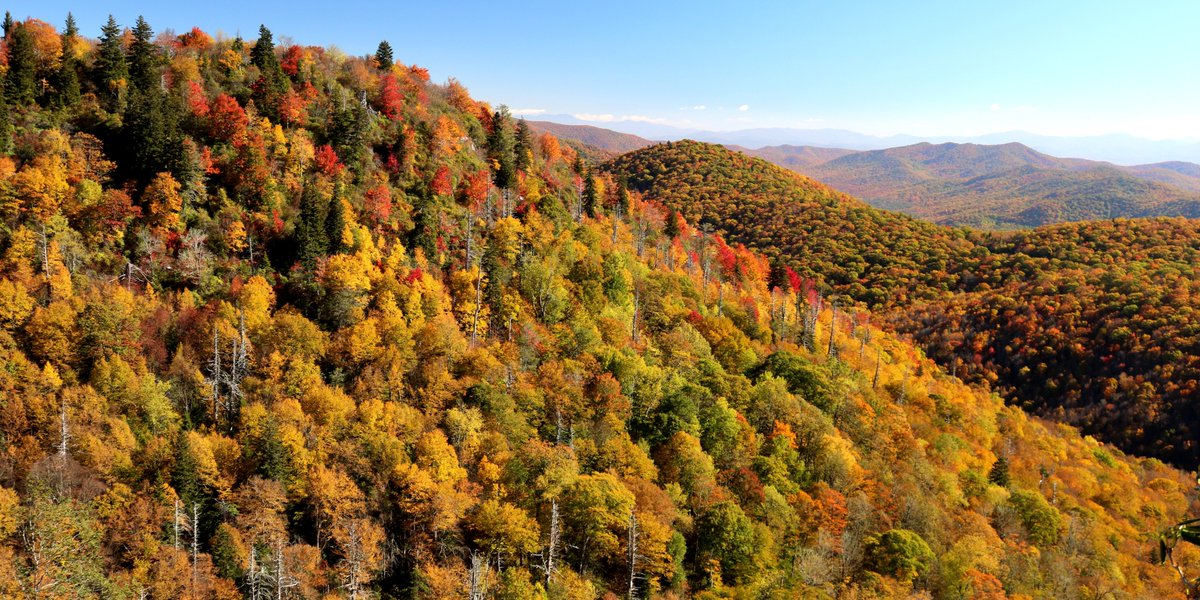 parkwaycolors's tweet image. soon...
Low color by mid - late Sep
Moderate color by early Oct
High color by mid - late Oct
PEAK color by late Oct
๐ณ ๐ ๐ ๐